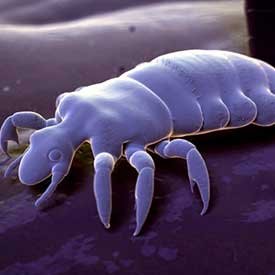 Information about head lice